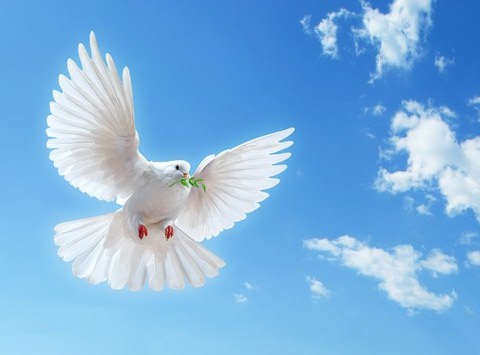 Spirit of a Dove