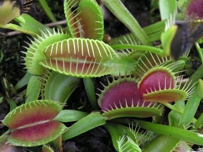 Tanaman Karnivora Dionaea Muscipula