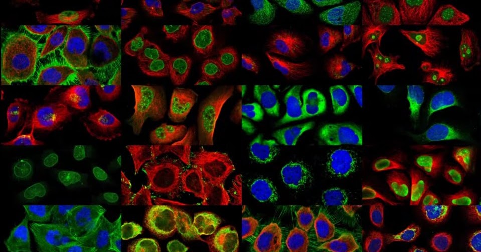 A subcellular map of the human proteome