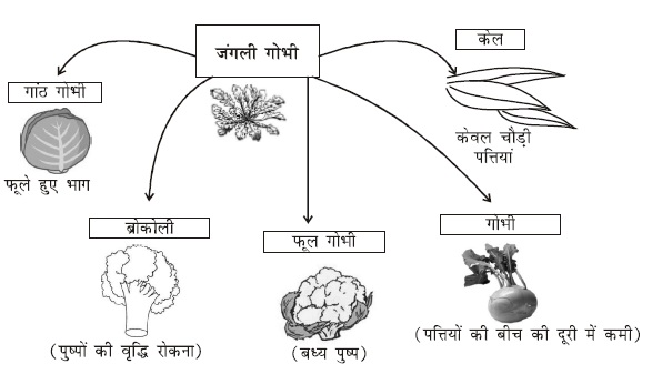 1454571301 ch 9 X image03 - अनुवांशिकता एवं विकास