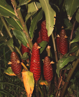 Manfaat dan Khasiat Tanaman Kunyit Hitam (Zingiber Ottensi Valeton) Manfaat dan Khasiat Tanaman Kunyit Hitam  Manfaat dan Khasiat Tanaman Kunyit Hitam (Zingiber Ottensi Valeton)