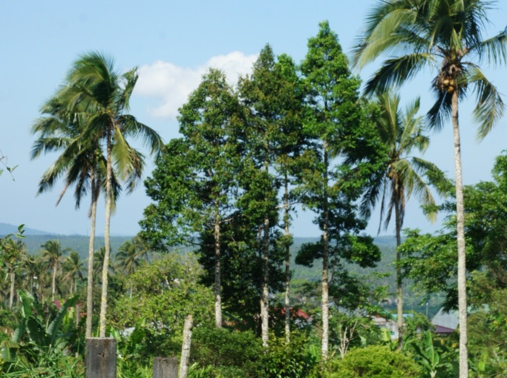 OUR PHILIPPINE TREES The Tree Road Trip