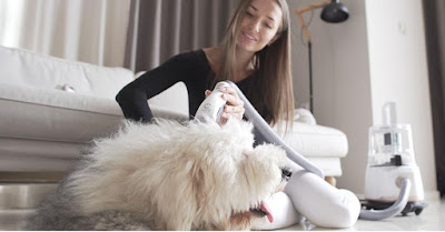 Best Dog Brush Best Dog Brush