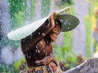 dream meaning of monkey dream meaning of monkey