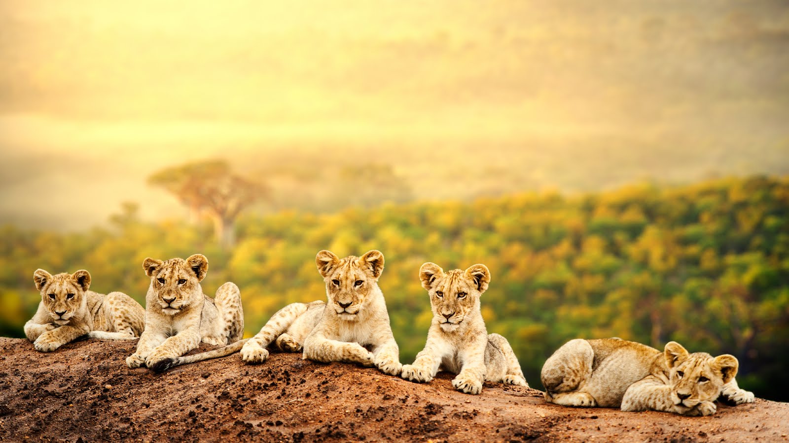 Biology Notes for A level: #153 International conservation and