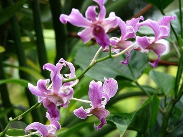 Pictures Of Flowers Hd Pictures Of Flowers Hd