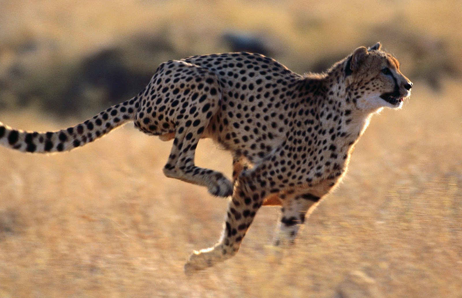 Pet cheetah Pet Cheetah Top speed and facts