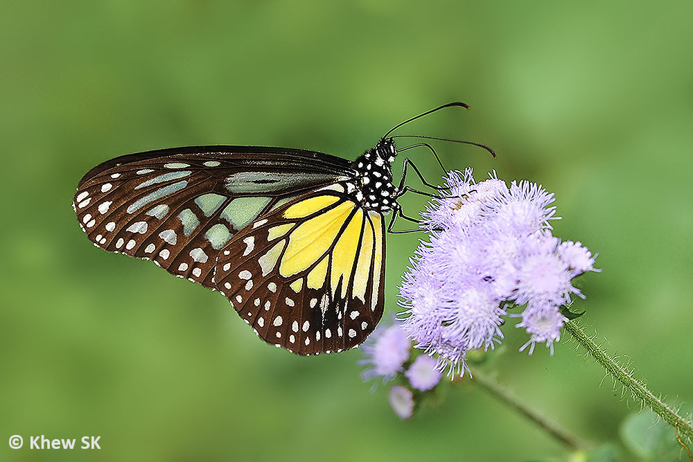 Butterflies Of Singapore Assorted Nectaring Plants Part 3