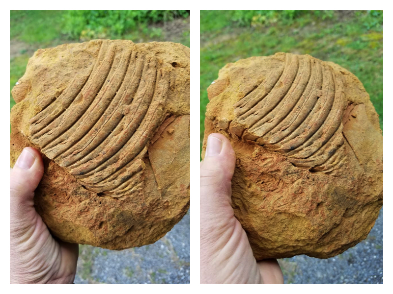 Zookeeper Fossils West Virginia Fossils May Trump Arrowheads