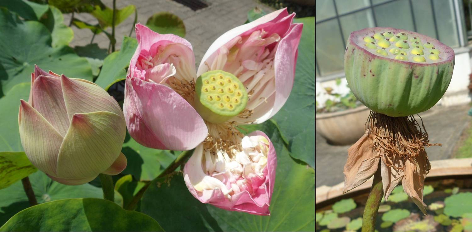 Flower Tales Sacredlotus? HELP!