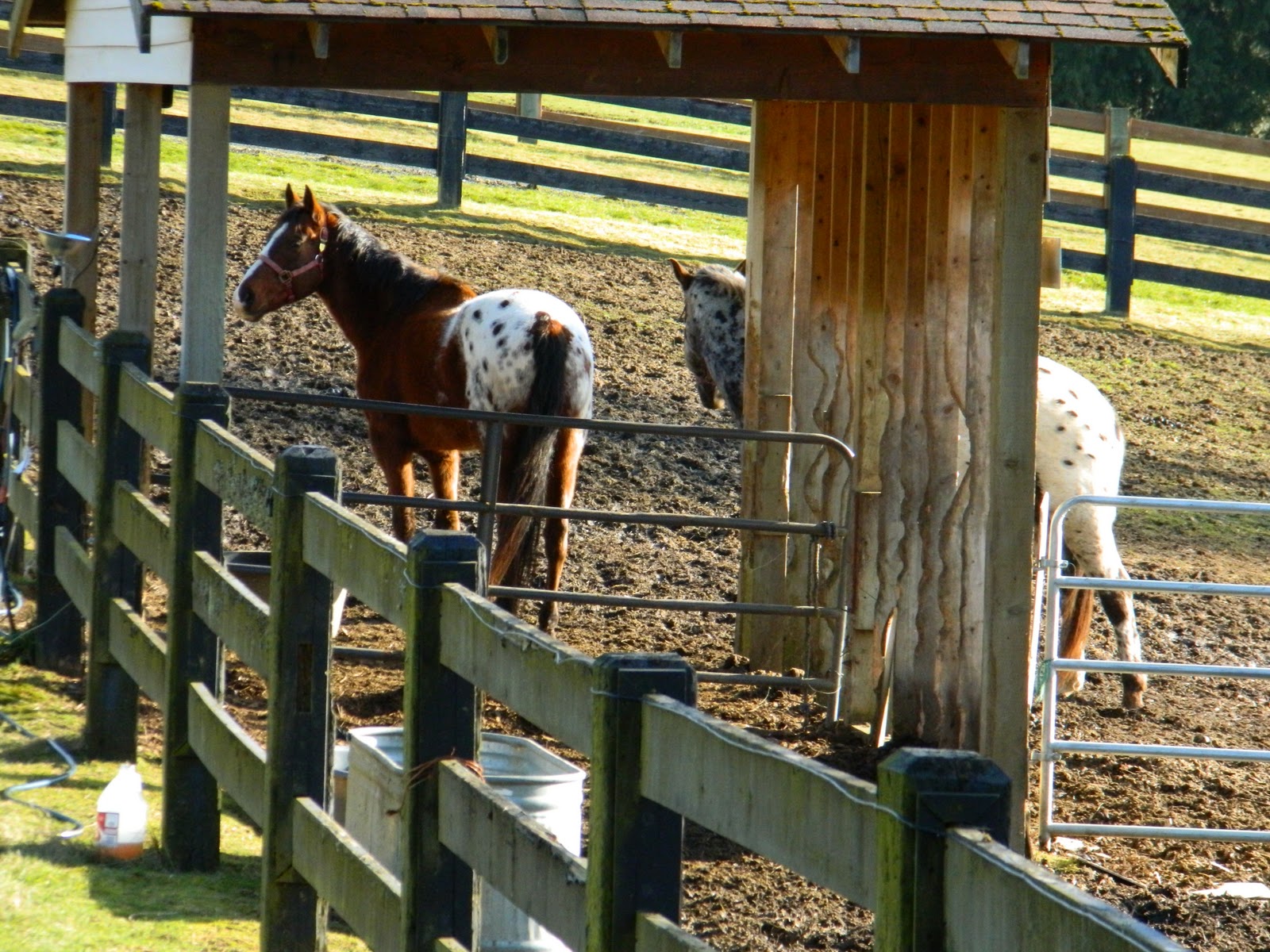 day4plusday4plus: Horses behind fences~~~~~~Friday Fences