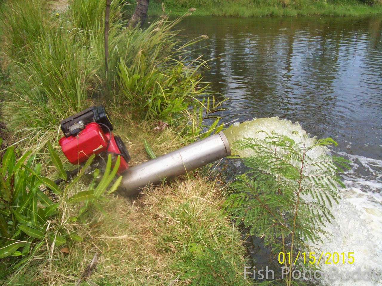 Fish Pond Buddy How to Harvest Using Pond Draining ("Limas")