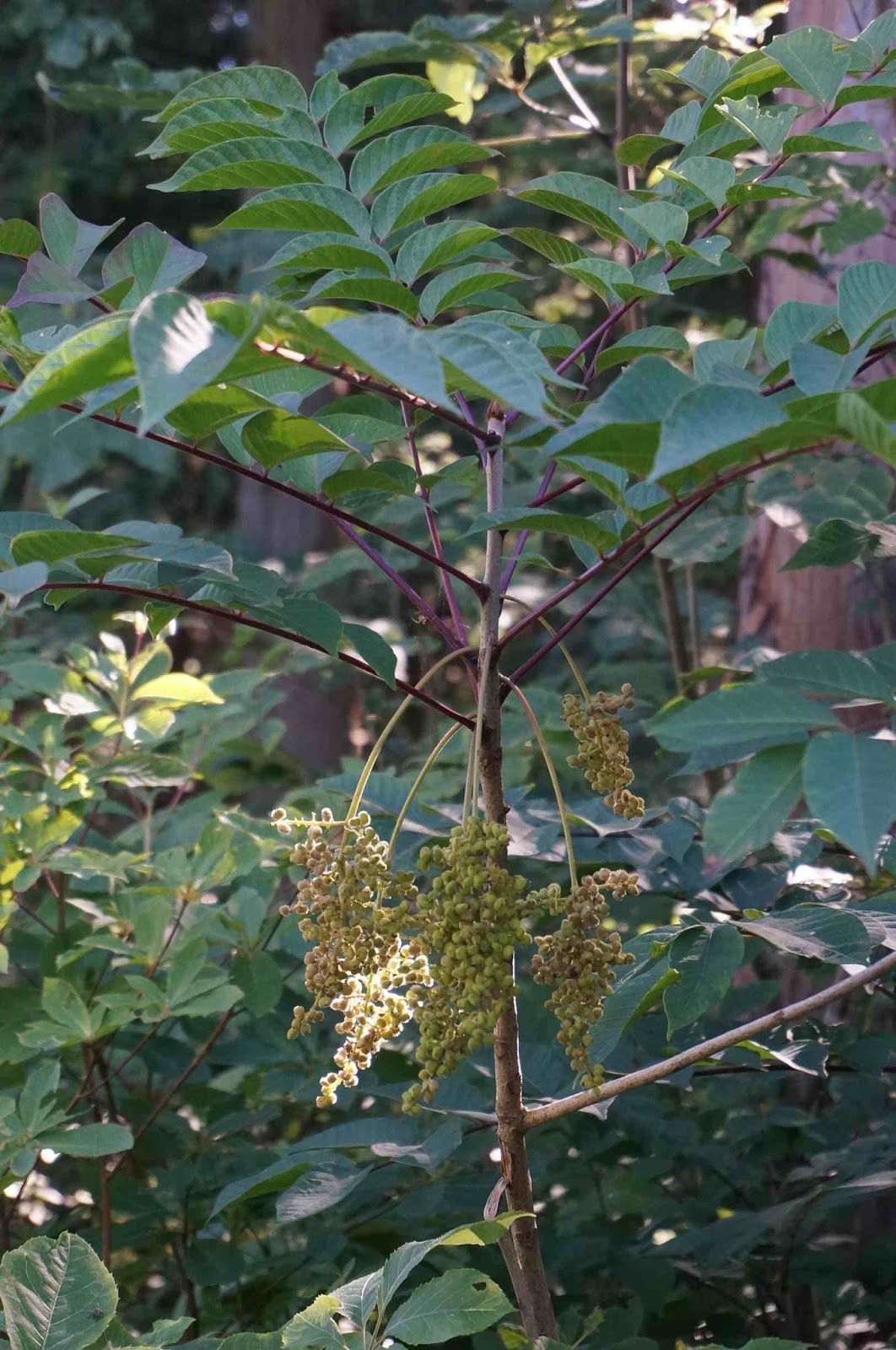 Colorado Mountain Gardener A Native In The Garden Oregon Grape