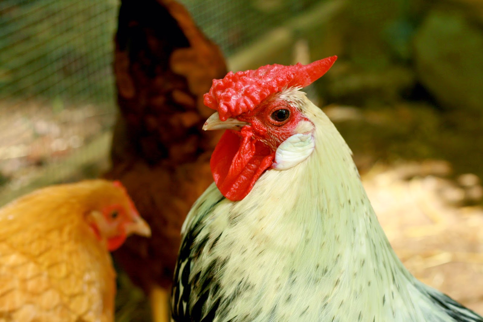 Church Chicken Coop Most Creative Chicken Coop Sunday Sisters