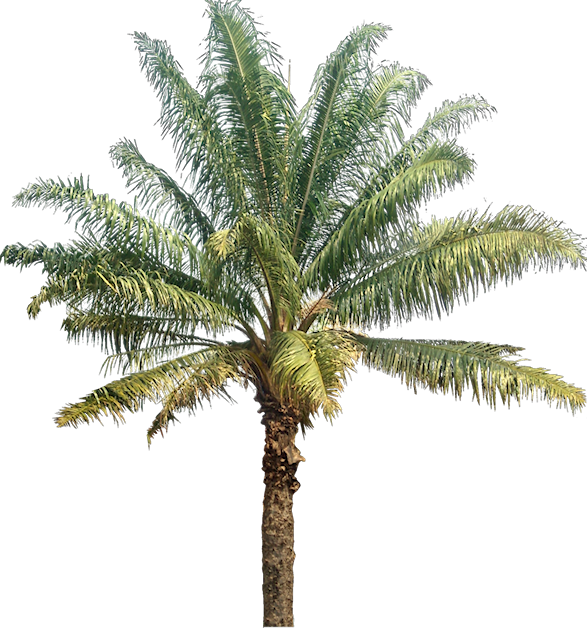 Tutup Kaca: Palm & Coconut Trees Texture