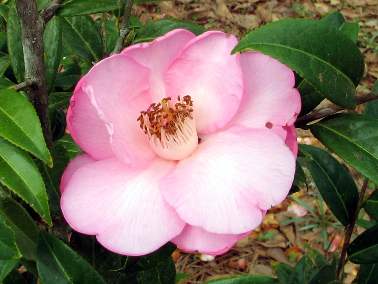 Marilyn's Florida Garden March Flowers in Bloom