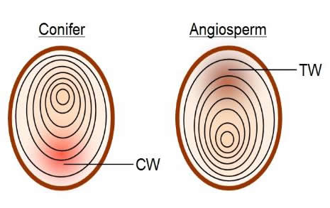 Reaction wood in conifer and angiosperm