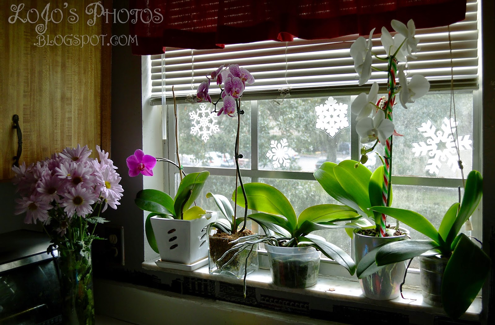 Орхидеи зимой как ухаживать. Орхидея фаленопсис полив. Орхидея фаленопсис на подоконнике. Орхидеи на подоконнике зимой. Орхидеи на Южном окне.
