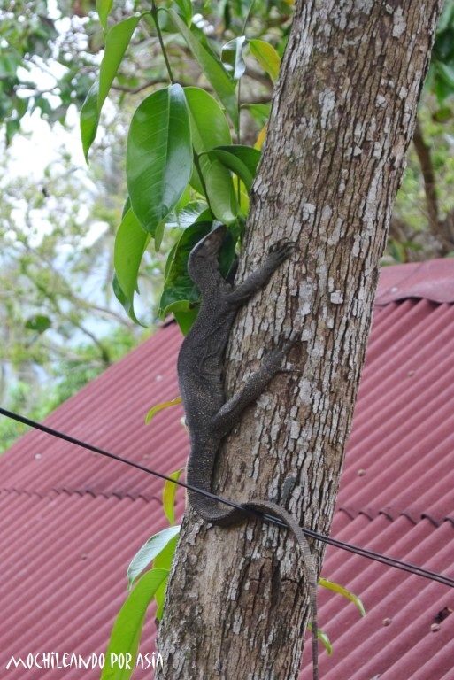 lagarto en Malasia