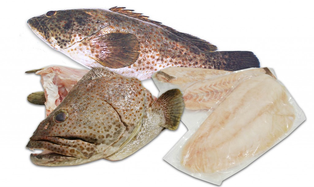 Grouper Fillet Supplier, Grouper Fish Manufacturers, Frozen Grouper