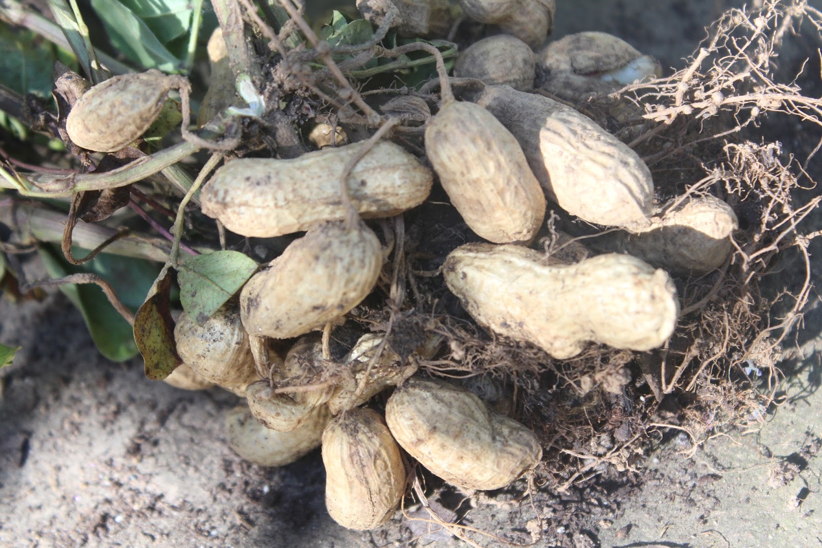 Sweet Summer Farm Growing Peanuts in North