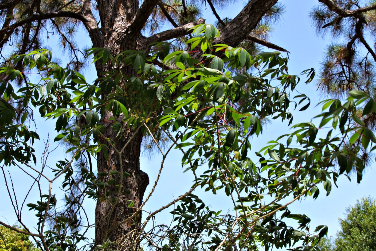 MadSnapper LOOK UP! Only God can make a tree....
