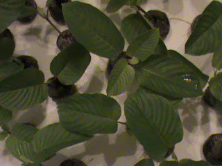 Small Live Kratom plants