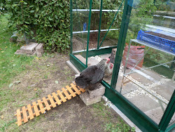 chicken ramp coop inside grass should pen glass muggins exploring seconds within built them through were play