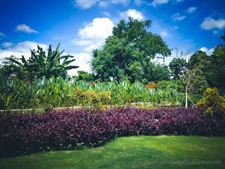 Sweet Tropical Garden And The Blue Sky On A Sunny Day At Tangguwisia Village, North Bali, Indonesia