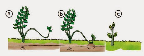 Pras Academy Sd Perkembangbiakan Vegetatif Buatan Pada Tumbuhan