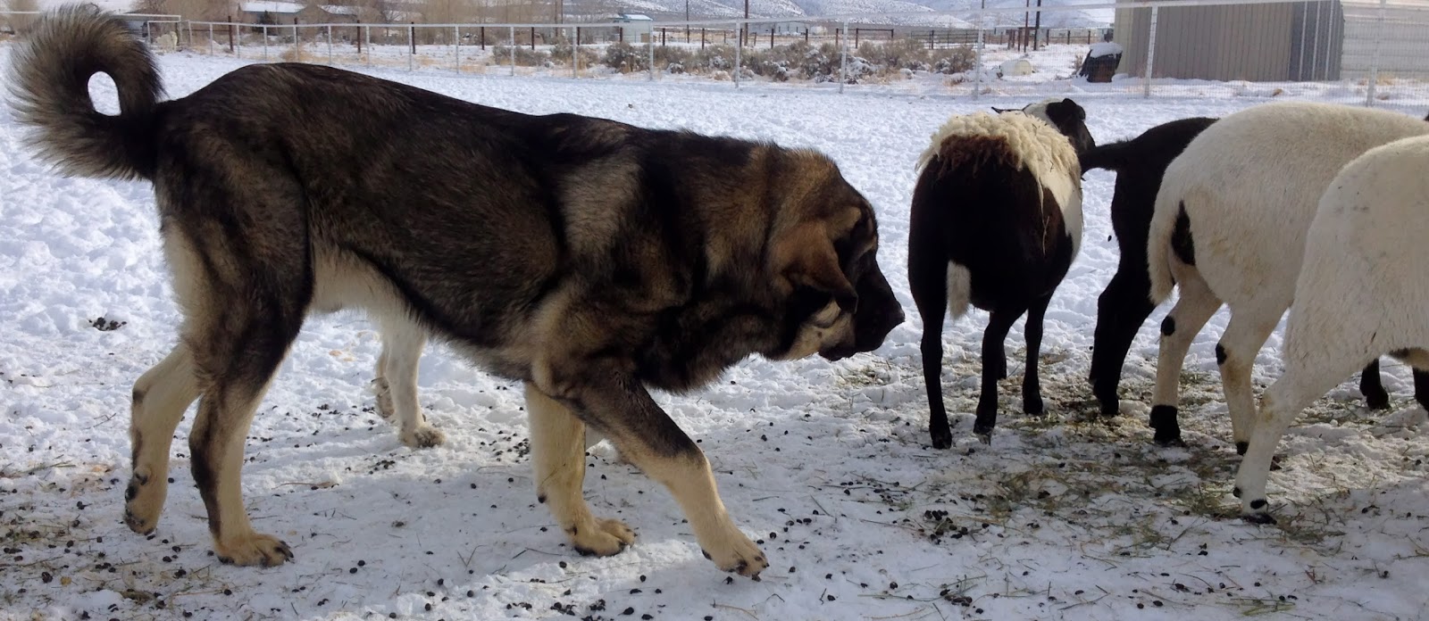 LIVESTOCK GUARDIAN DOG BLOG Satin Balls Recipe