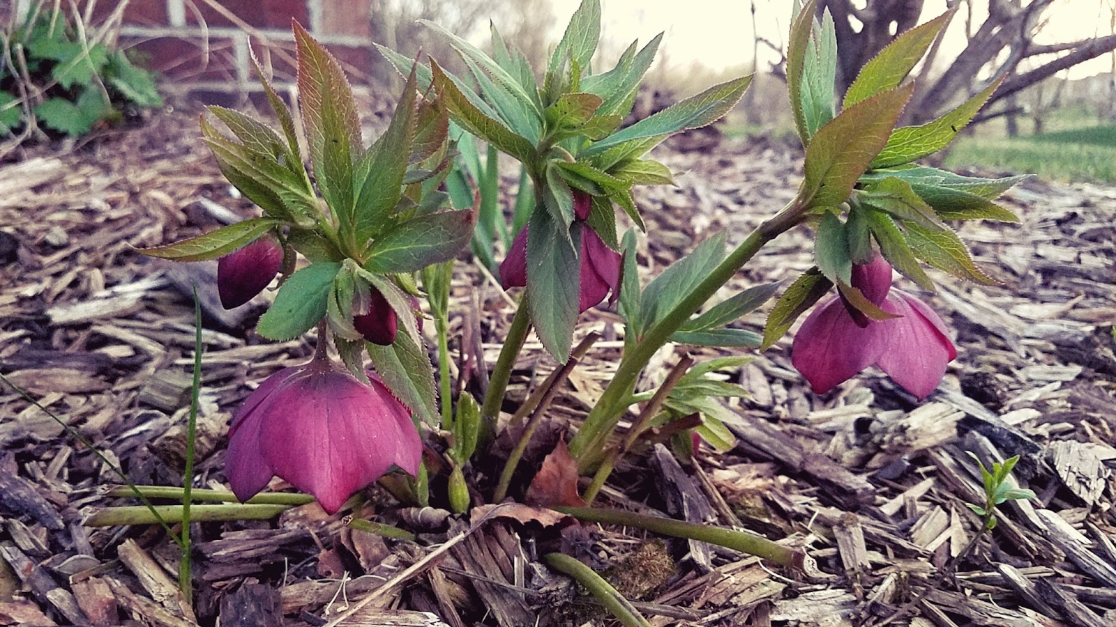 The Minnesota Garden The Lenten Rose