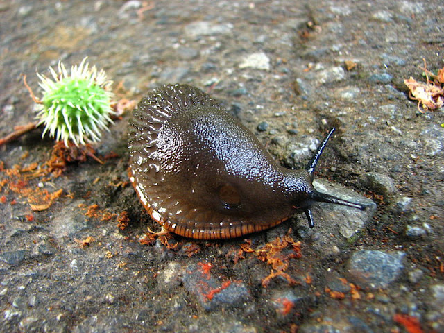 large slug on hard standing floor