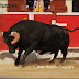 Corrida do S. Pedro no Montijo a compor-se