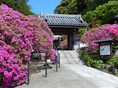 ���{�@�̃c�c�W