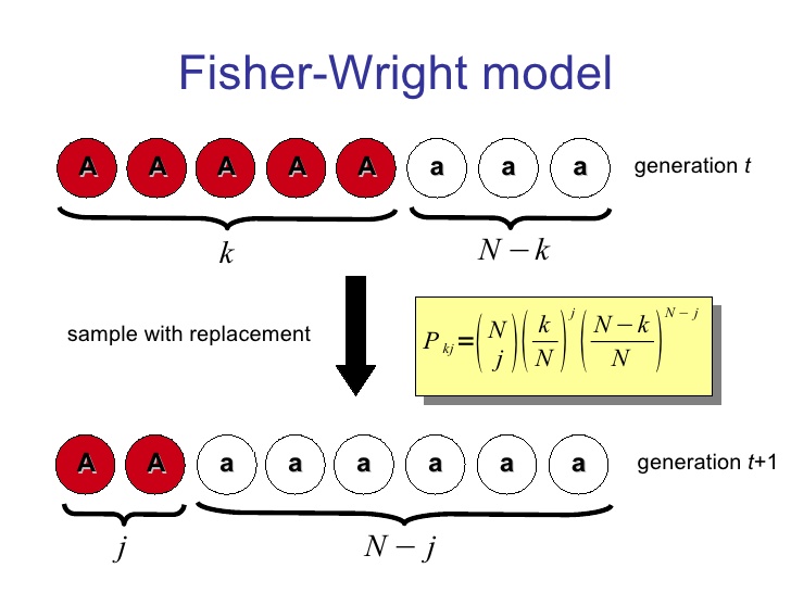 Desafiando a Nomenklatura Científica: Inferência estatística no modelo de  Wright-Fisher usando dados de frequência de alelos