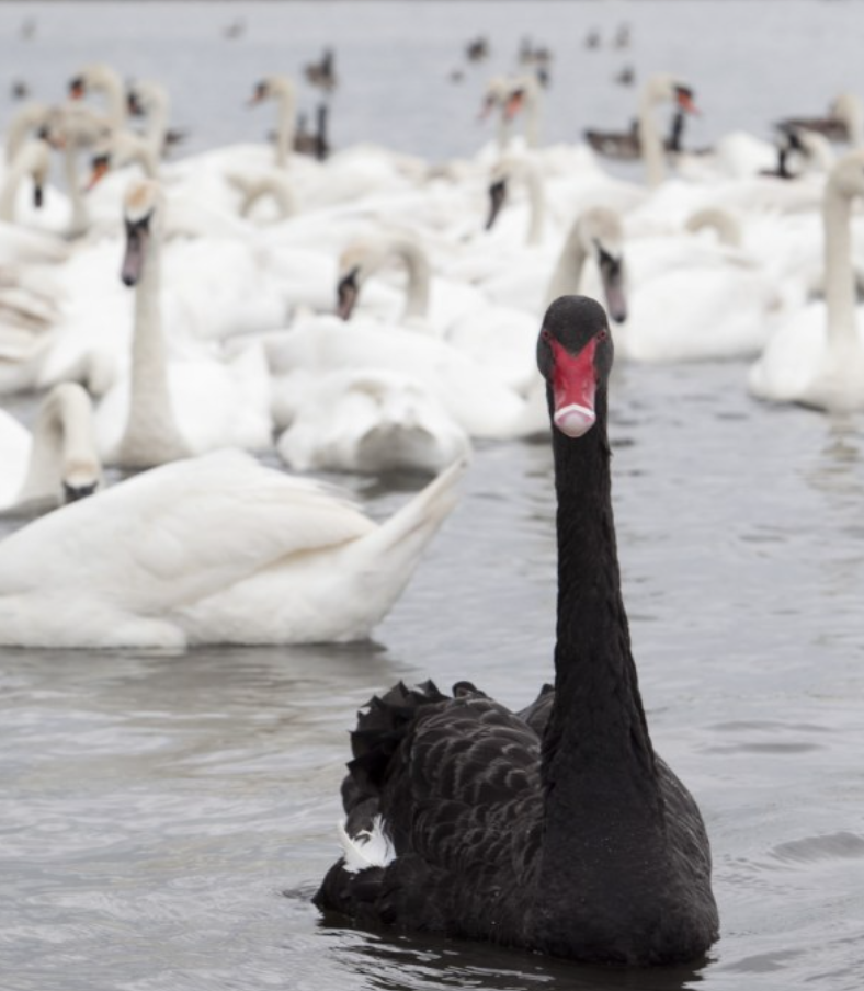 Disciplined Systematic Global Macro Blacks swans and white swans - futures