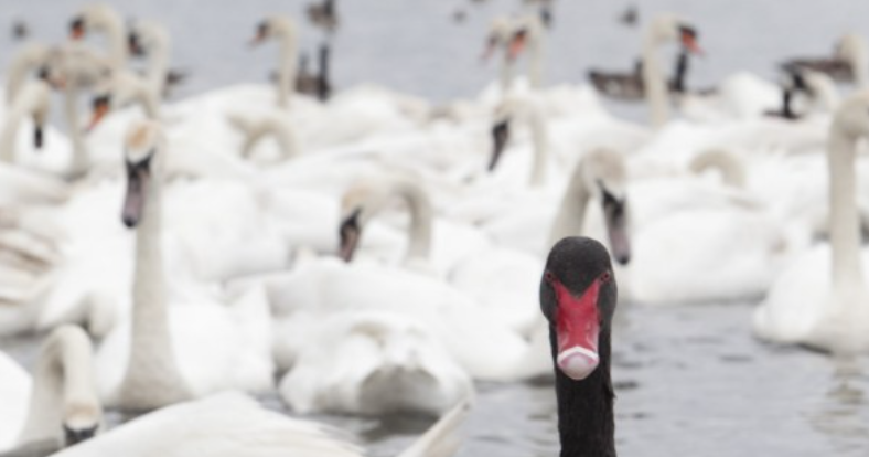Disciplined Systematic Global Macro Views: swans and white swans - managed futures