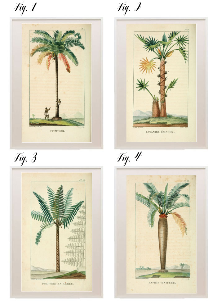 Free Download Botanical Palm Tree Prints Poppytalk