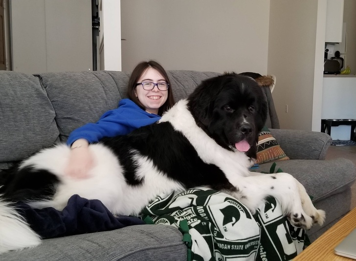 18 Majestic Pictures Of Newfoundlands Show How Enormous These Animals Are