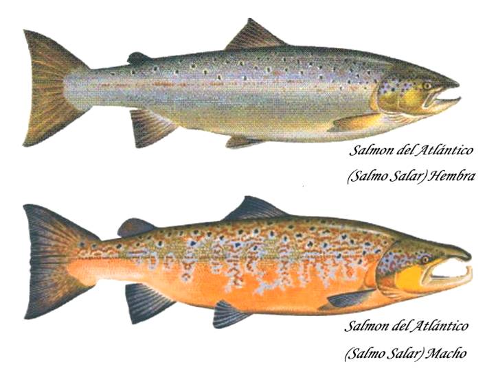 Как отличить самца форели. Атлантический лосось Salmo Salar. Форель самка и самец. Форель отличить самца от самки. Лососевая форель кумжа.