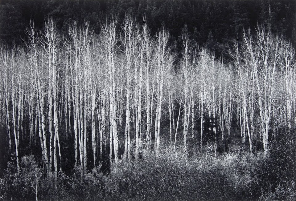 Aspens by Ansel Adams