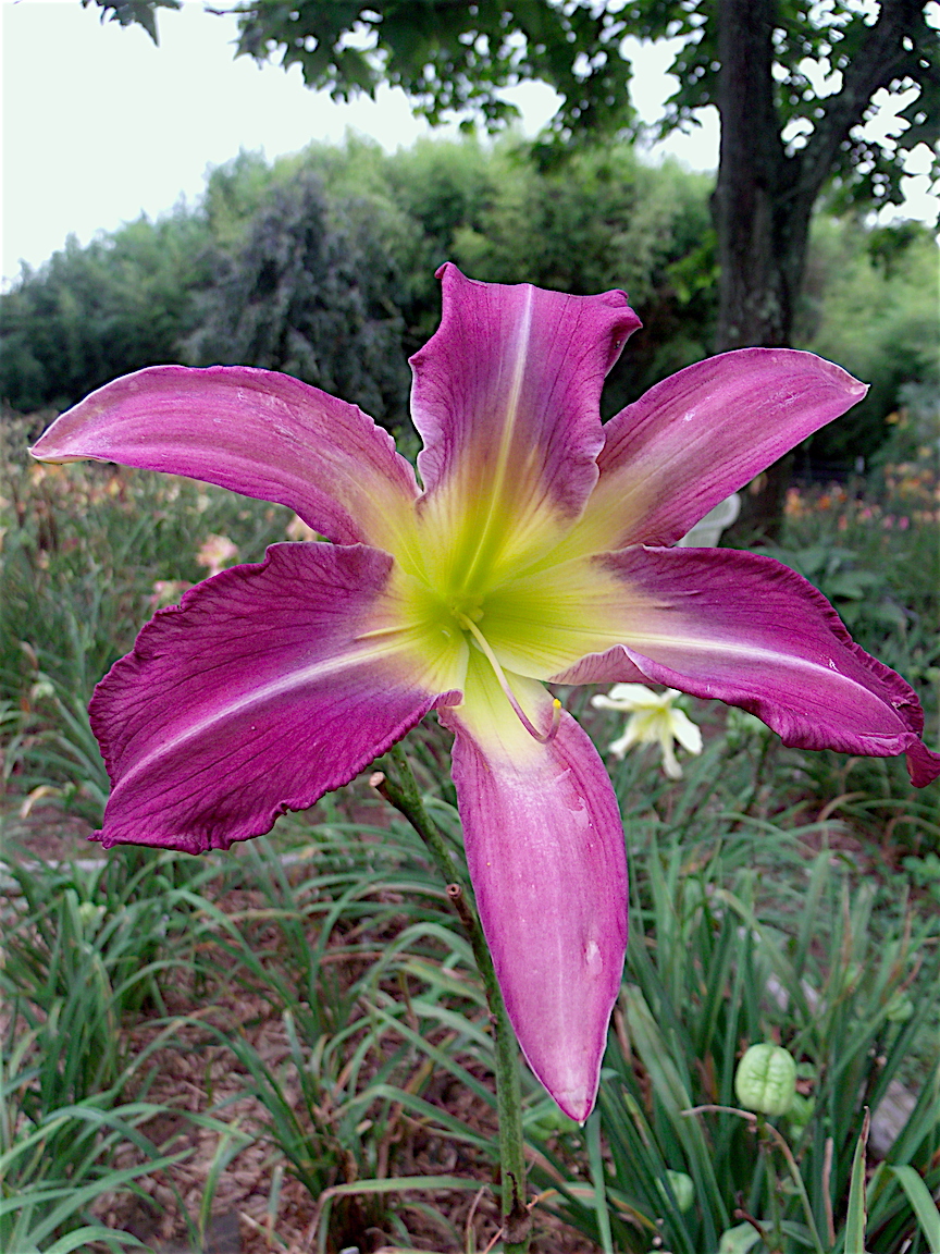 Daylily BReeder Blog Phoenician Royalty