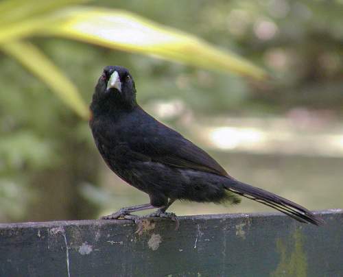 Bird World - Image of black cacique - Cacicus solitarius