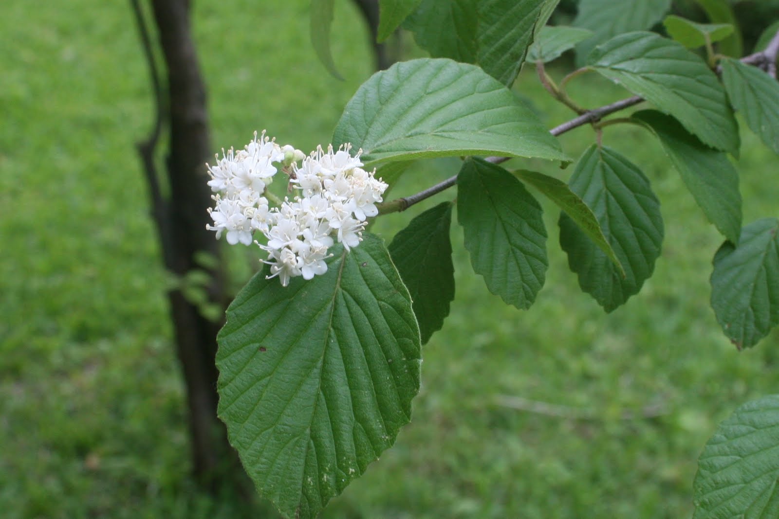 Centenary College Arboretum Viburnum dentatum