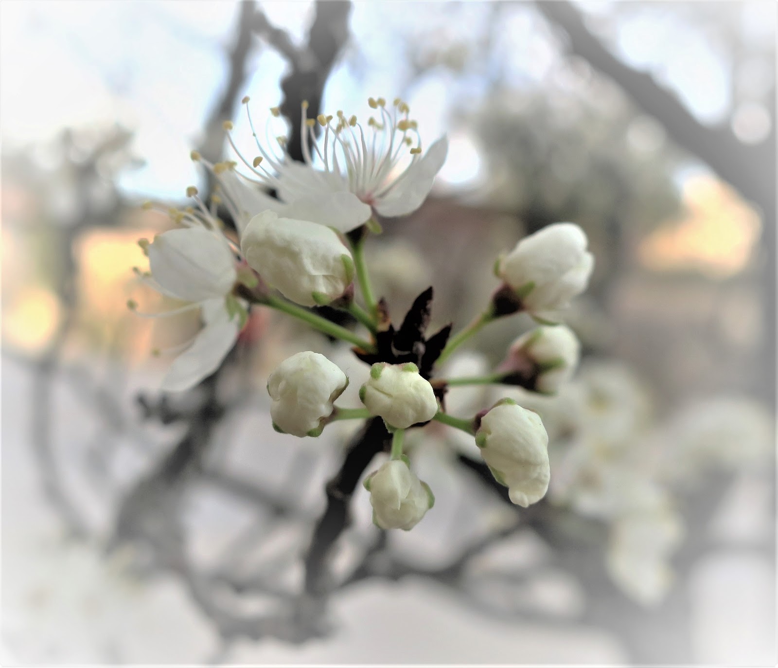 Living Rootless El Paso UTEP Trees Like a Spring Bride