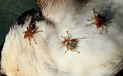 martin fly bird dead keds swift louse infested pallida reg study hesketh burton