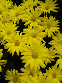 Yellow single chrysanthemums at 2016 Allan Gardens Conservatory  Fall Chrysanthemum Show by garden muses-not another Toronto gardening blog