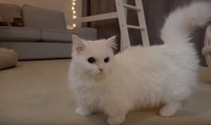 Uniquely Happy Cream Heroes Cats