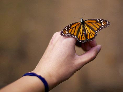 Los Colores De La Mariposa Monarca Novocom Top